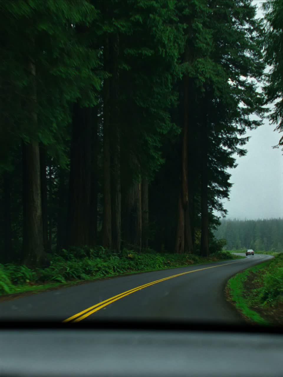 Wet forest road from inside Rory’s car